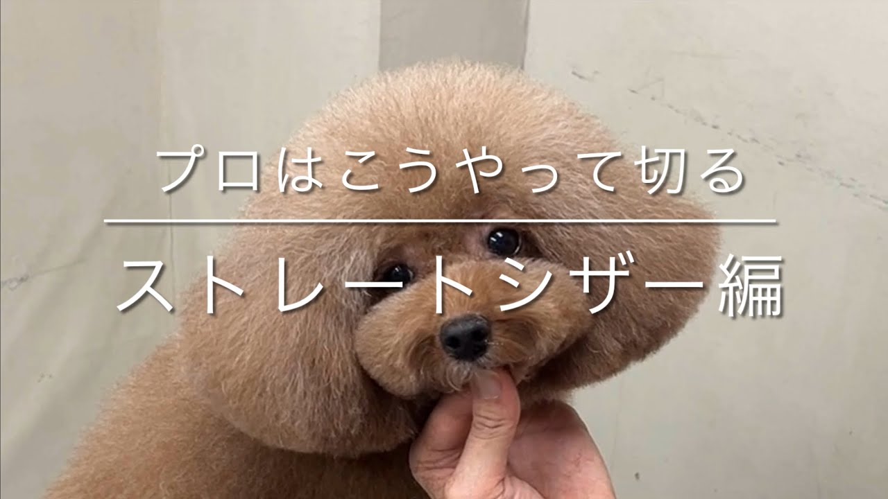 【トリミング　顔カット】「プロはこうやって切る、ストレートシザー編」poodle トイプードル