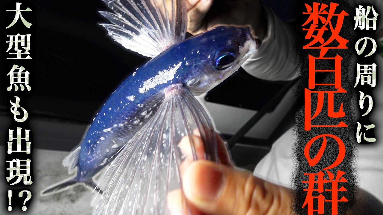 【船中泊】GT出現！？ 巨大魚ポイントで『トビウオ泳がせ！』夜の海が楽し過ぎる！【2024釣り強化合宿 #3】