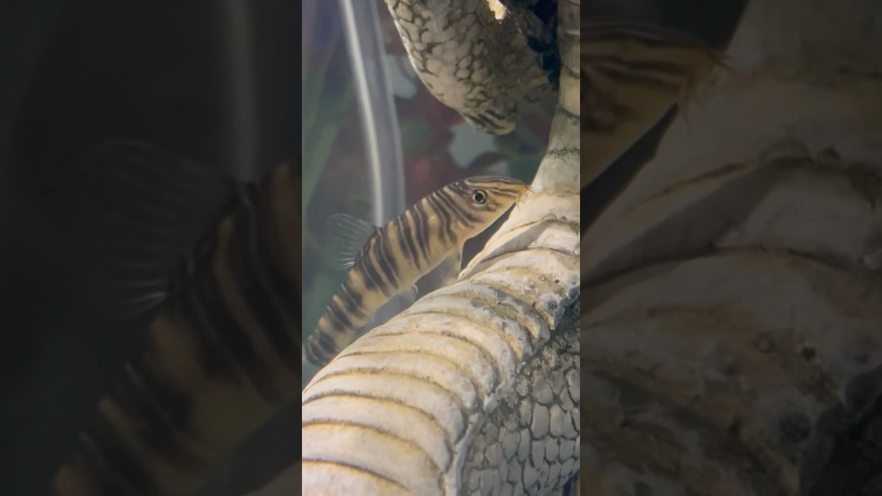 My 2 Zebra Loaches just swimming around