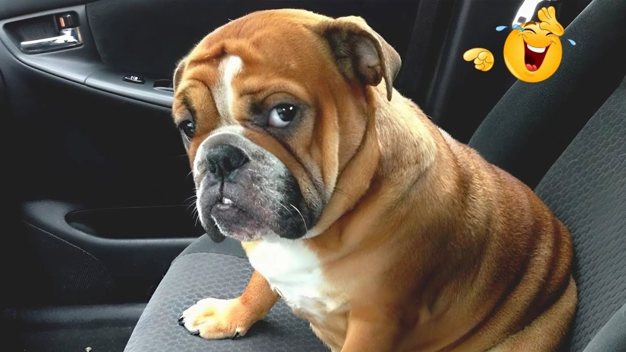 These Dog Videos of the Year Will Make You Laugh Way Too Hard 😂🐶