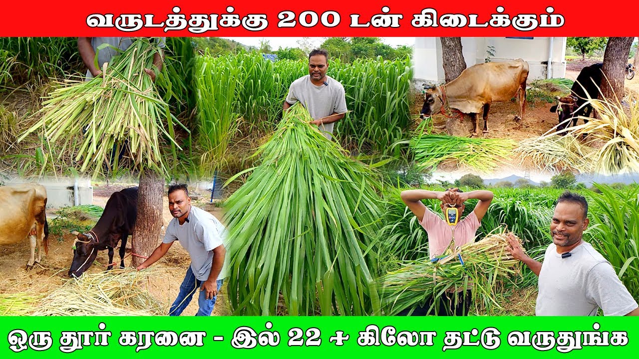 வருடத்துக்கு 200 டன் கிடைக்கும் | pasum theevanam | vivasaya nanban