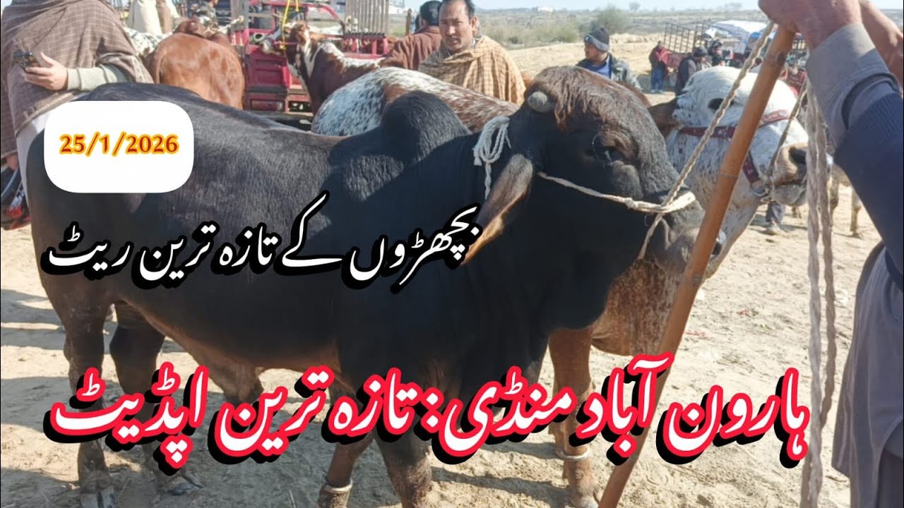 Haroonabad Mandi Update 2026 | Bachra Rate Today | Qawi Baba Mandi Bahawalnagar Live 🐂