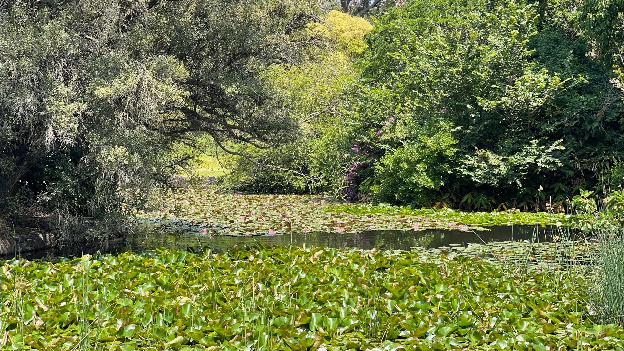 Picnic at Royal Botanic Gardens 