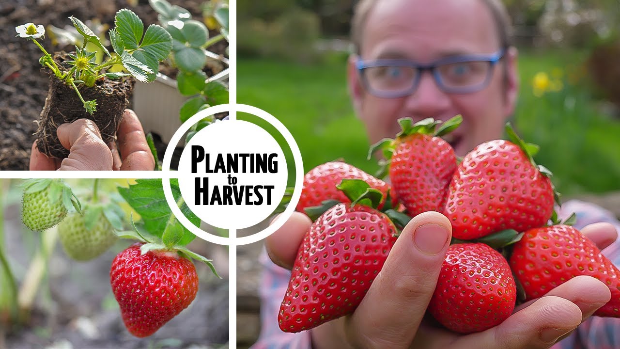 Как выращивать клубнику от посадки до сбора урожая 🍓🍓🍓🍓🍓