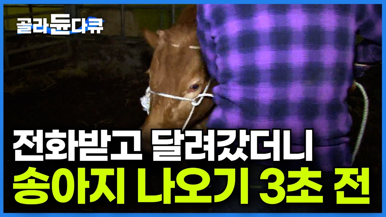 양수 터졌다 다급히 연락 온 축사 주인에 퇴근하다 말고 돌아갔더니｜가자마자 옷부터 벗어 던지는 수의사｜일촉즉발의 산란 현장ㅣ대동물 수의사｜극한직업｜#골라듄다큐
