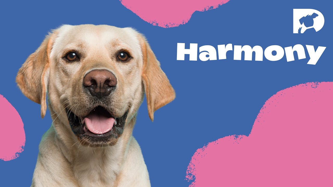 DOGTV Relaxation:  Harmony