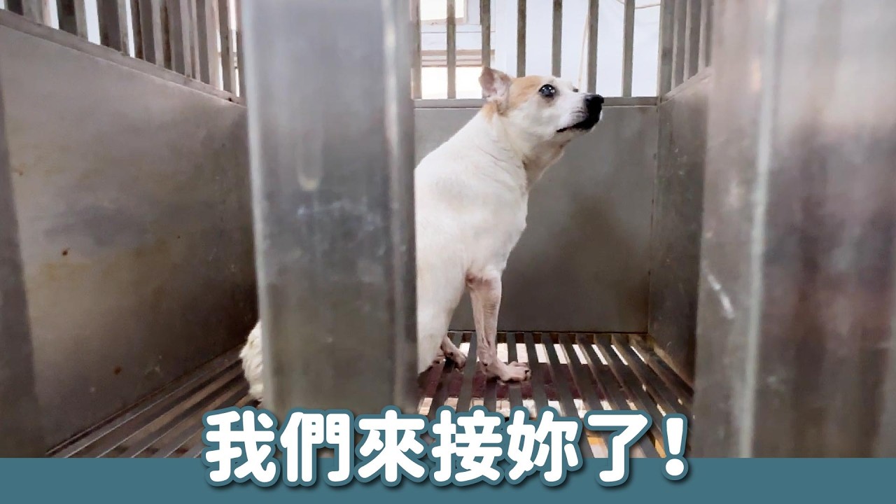 救無法停止轉圈的盲犬離開求生不能求死不得的收容所！｜頻道會員救援計畫
