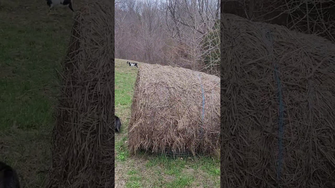 Baby goats first time out