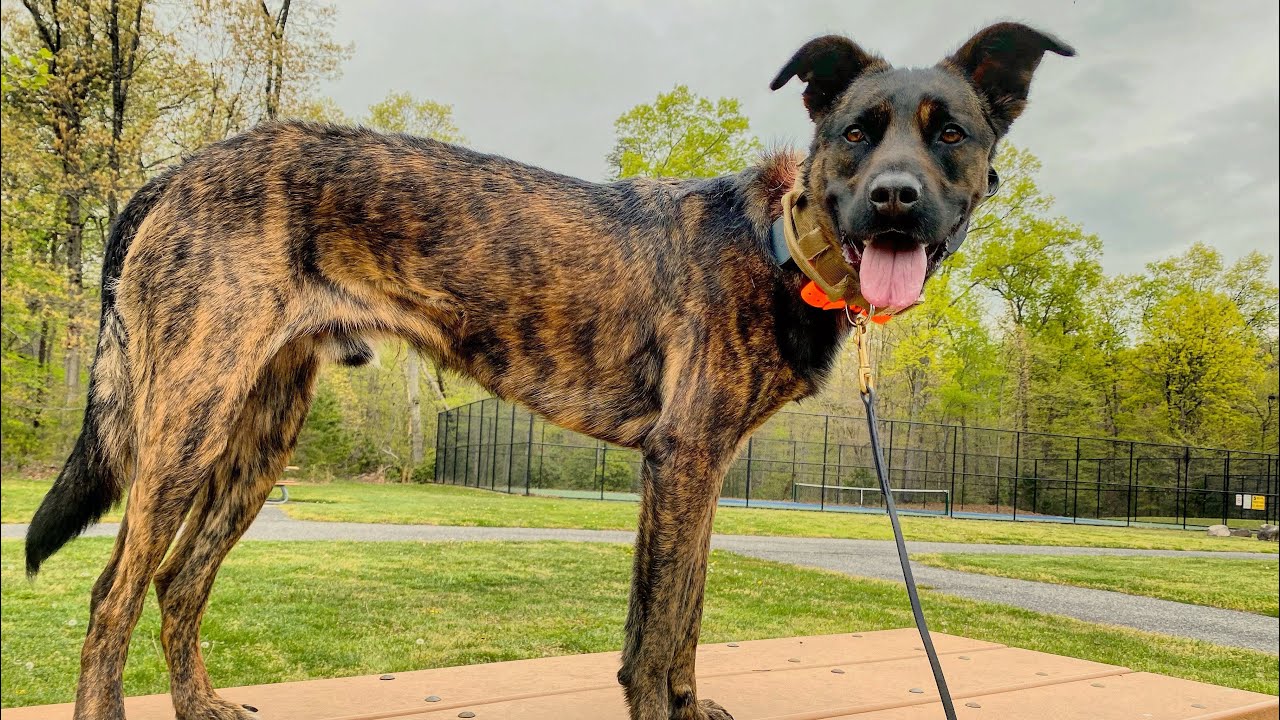 Belgian Malinois / Cane Corso Mix - 1 week Obedience Training Before/After