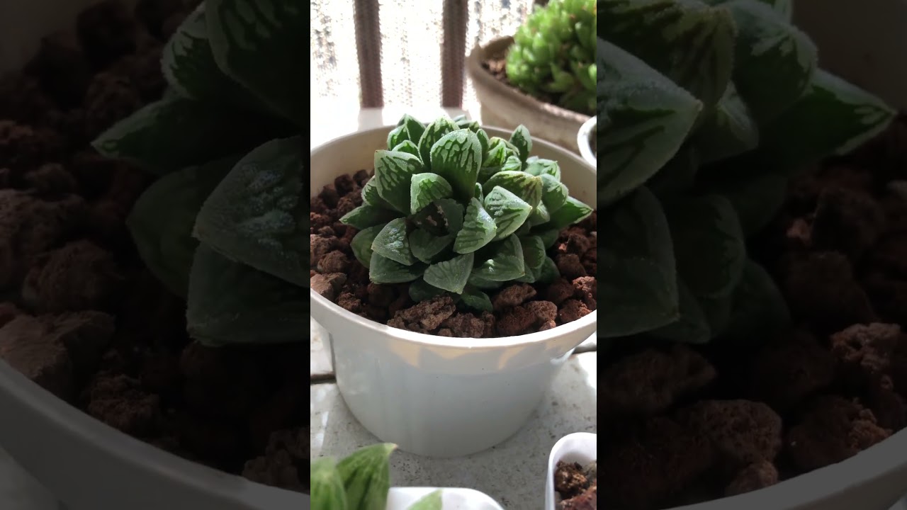 #garden #plants #haworthiasucculent #succulent #haworthia #propagation