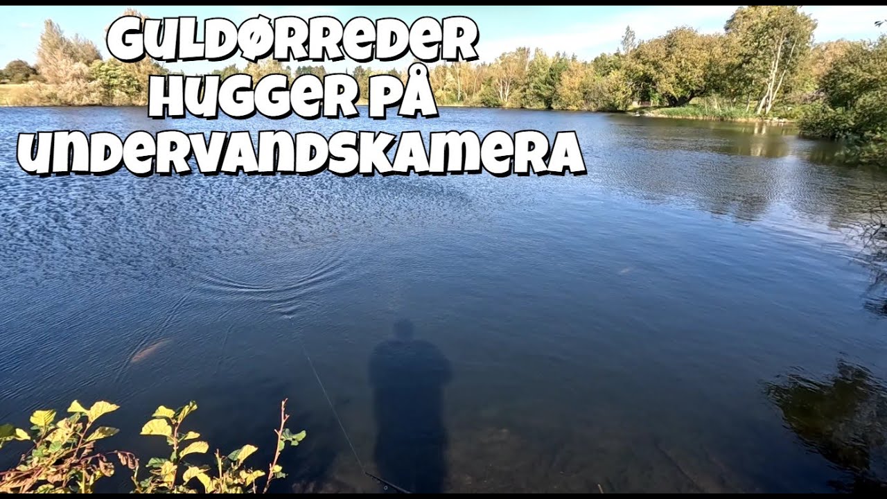Guld&oslash;rreder hugger p&aring; undervandskamera - Put and take 2025