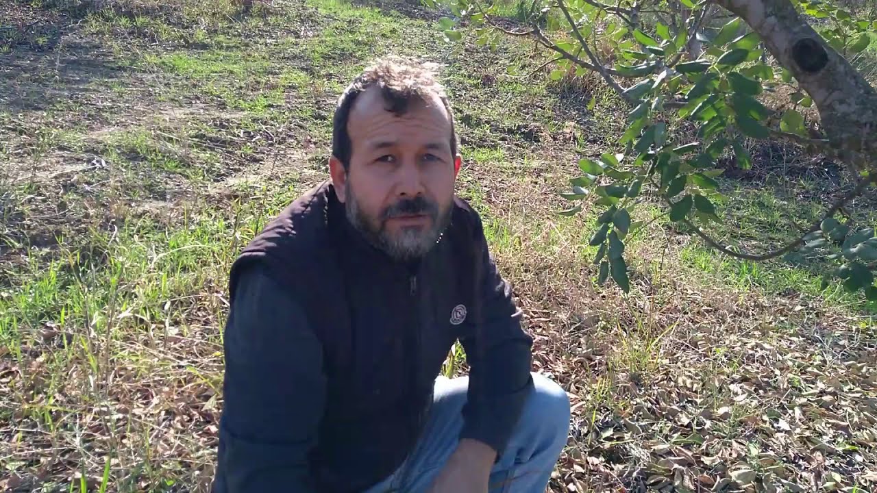 Carob Tree Dung Dhrowing Care.Harnup Ağacı,Keçi Boynuzu  Gübre Atma Tarihi ve Bakımı.Part 1- Bölüm 1