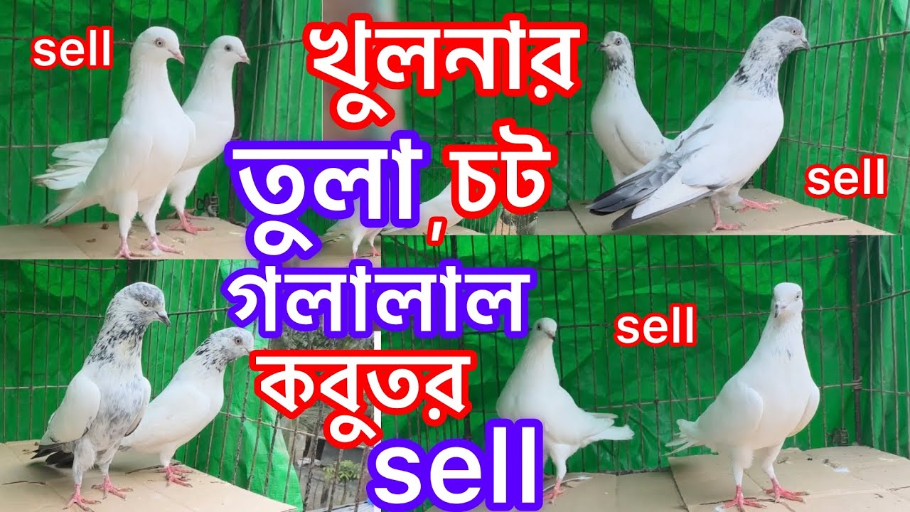 খুলনার বিখ্যাত তুলা , চট , গলালাল কবুতর sell হবে || Khulna old blood line pigeon for sell ||
