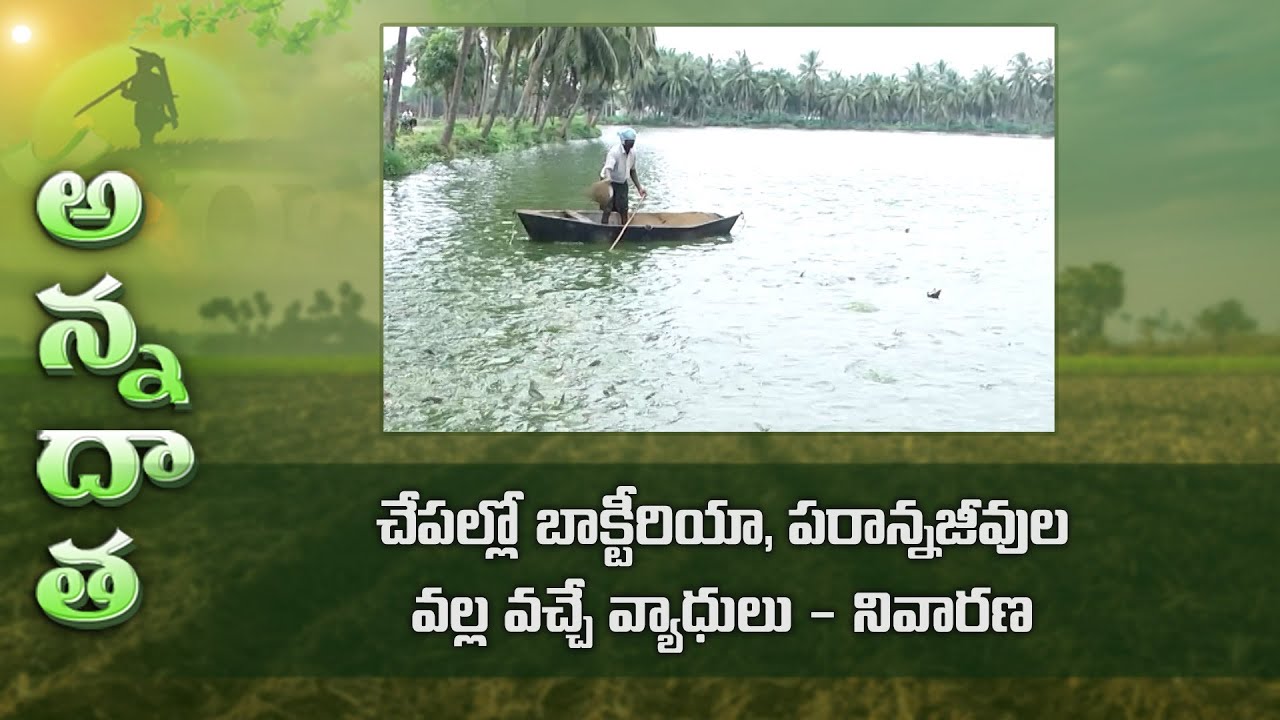 Bacterial and parasitic diseases in fish | ETV
