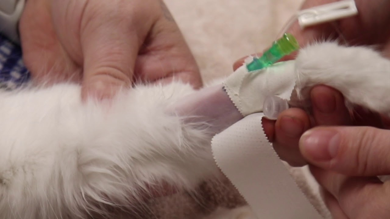 IV Catheter Placement