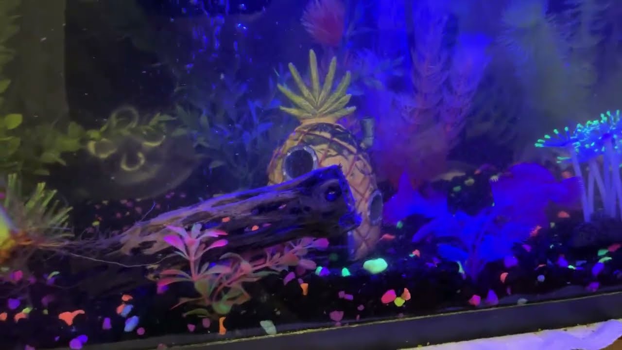 🔴 Auzzie West Fish Tank Live 🔴