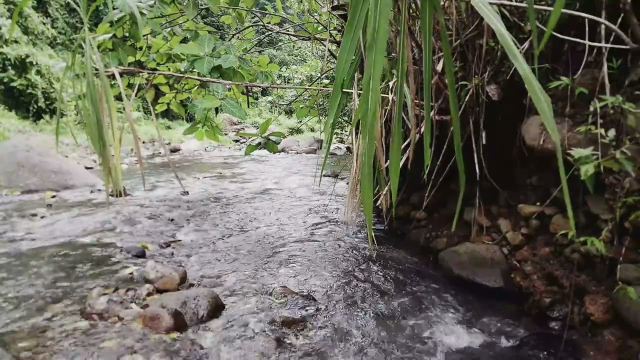 Experience Quiet River Flow Surrounded by Lush Greenery for Deep Focus