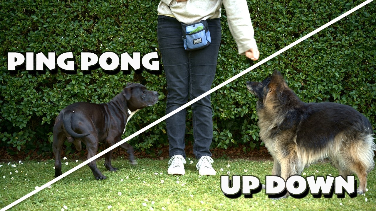 Pattern Games for Dogs: Up Down and Ping Pong