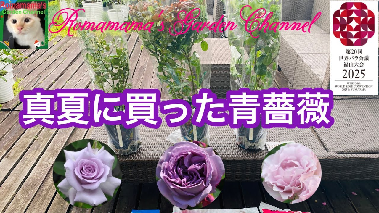 【青薔薇】小松ガーデンさんから欲しかった青薔薇を3苗が届きました　#小松ガーデン　#ばら