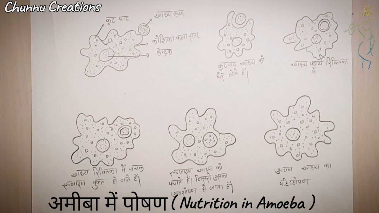 अमीबा में पोषणक चित्र (Amoeba Nutrition Process Step by Step | हिंदी में