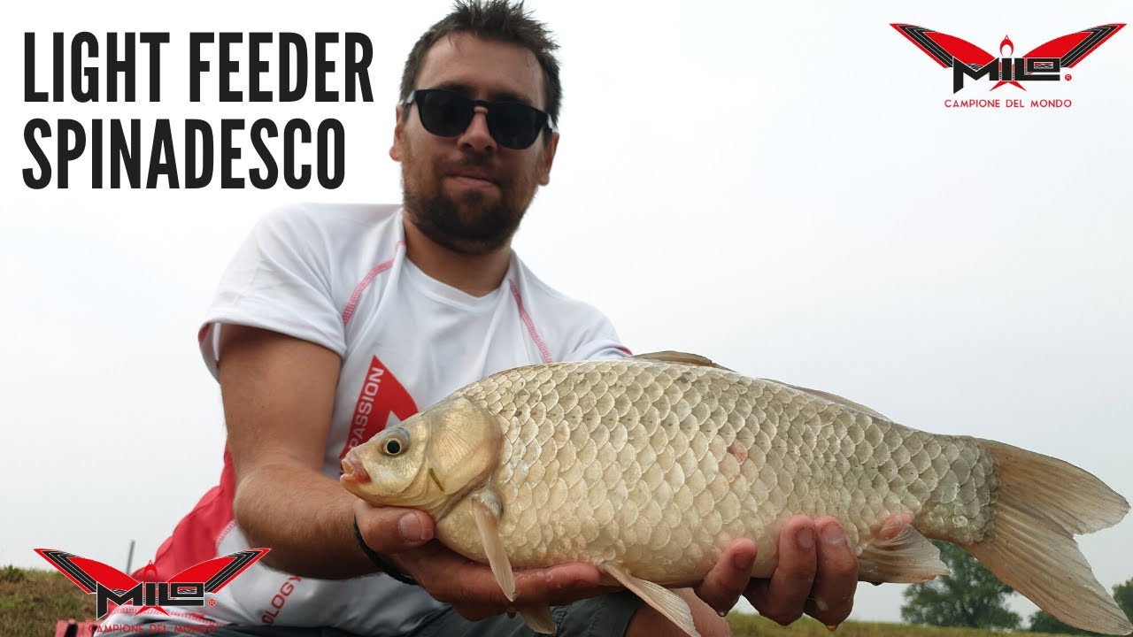 MILO TV - Light Feeder Spinadesco