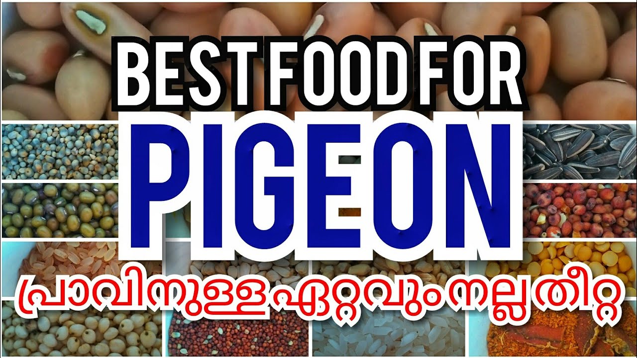 best food for pigeon.പ്രാവിനുള്ള സൂപ്പർ ഫുഡ് ഉണ്ടാക്കുന്ന രീതി.. #pigeonfood#ottamoolikarshakan