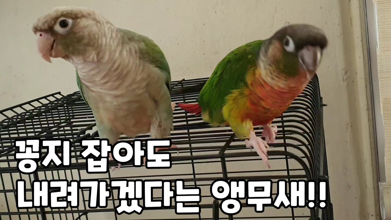 혼자 남기 싫어서 꽁지 붙잡은 날!#코뉴어앵무새#conure