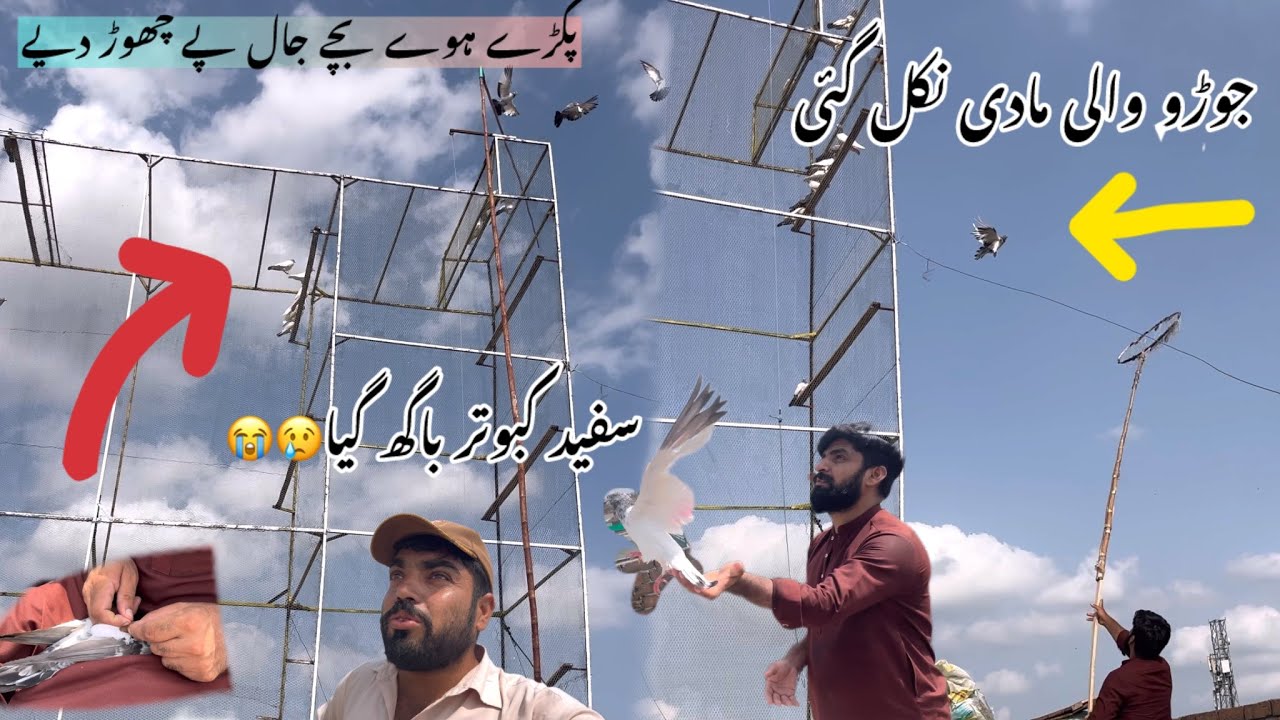 Aj white kabootar bhi Chala ghia😔😢New bacha kohl diya hum na🕊️#pigeon #kabootar #birds