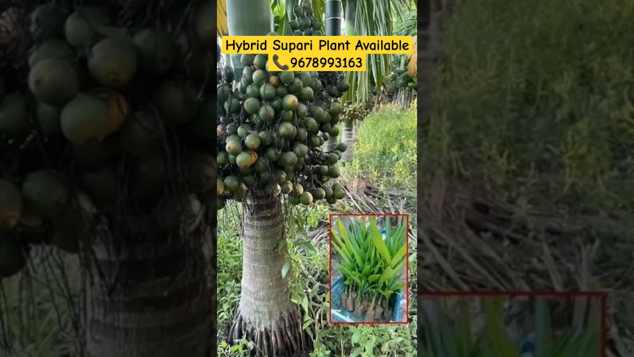 Sumangala arecanut plant | hybrid arecanut plants in mangalore | how to grow arecanut plant #short