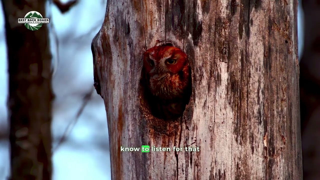 Rusty Prepares for the Hunt #owl #screechowl #vermont #bestbackroads