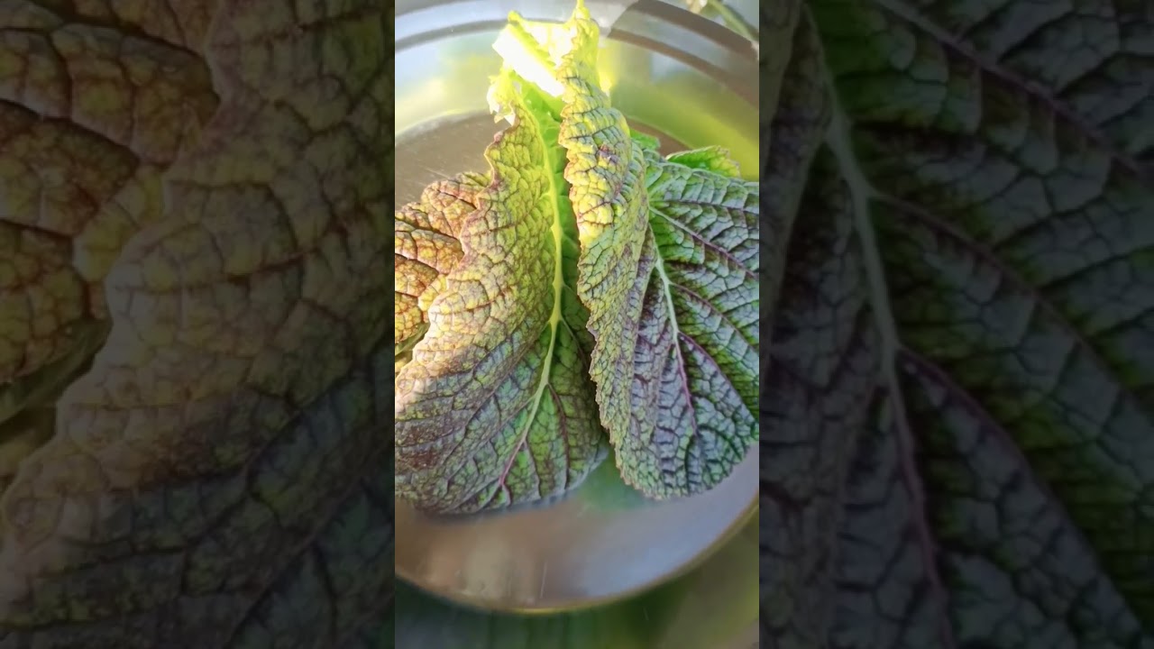 hydrophonic farming मैं उगी हरी सब्जी की हार्वेस्टिंग..!🌱🪴#shorts #short