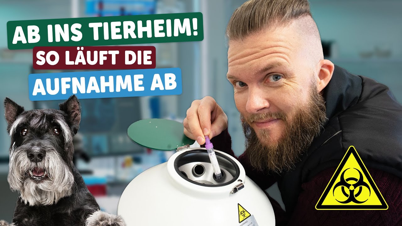 Ab ins Tierheim! So läuft die Aufnahme ab | Tierarzt Tacheles! | ZooRoyal