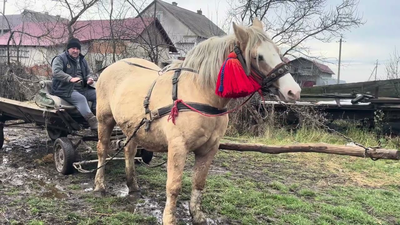 Ізабель працює на повну👍Поїздка по буряк🫜коні в Роботі кобила на продажу
