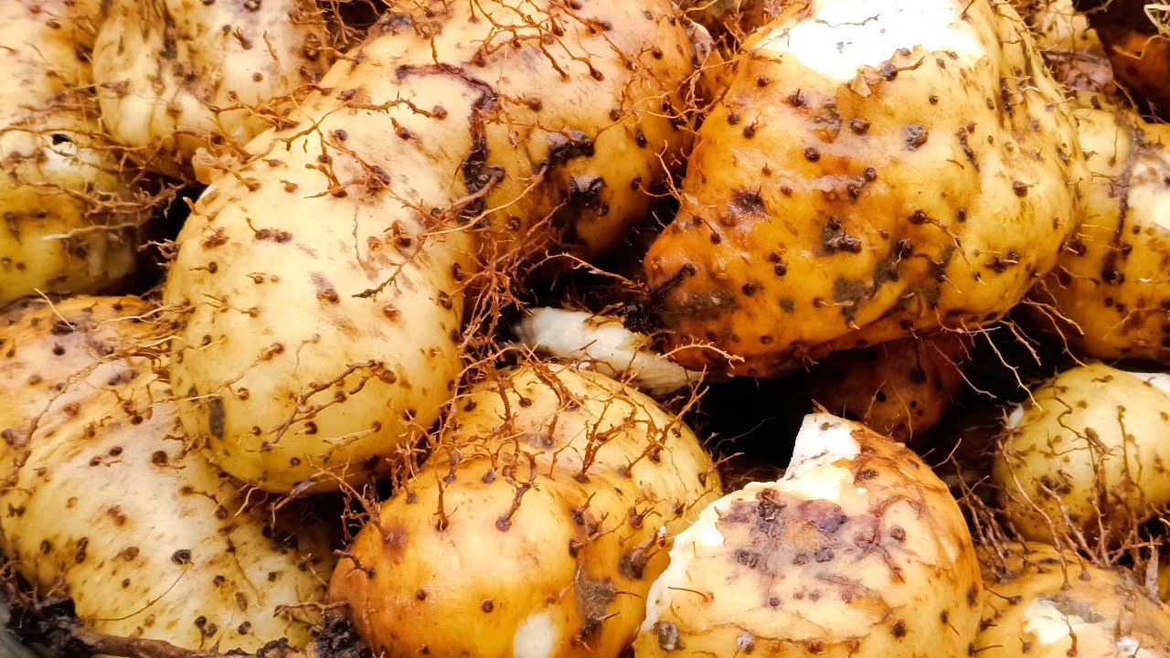 This is Taro roots (kachaloo)