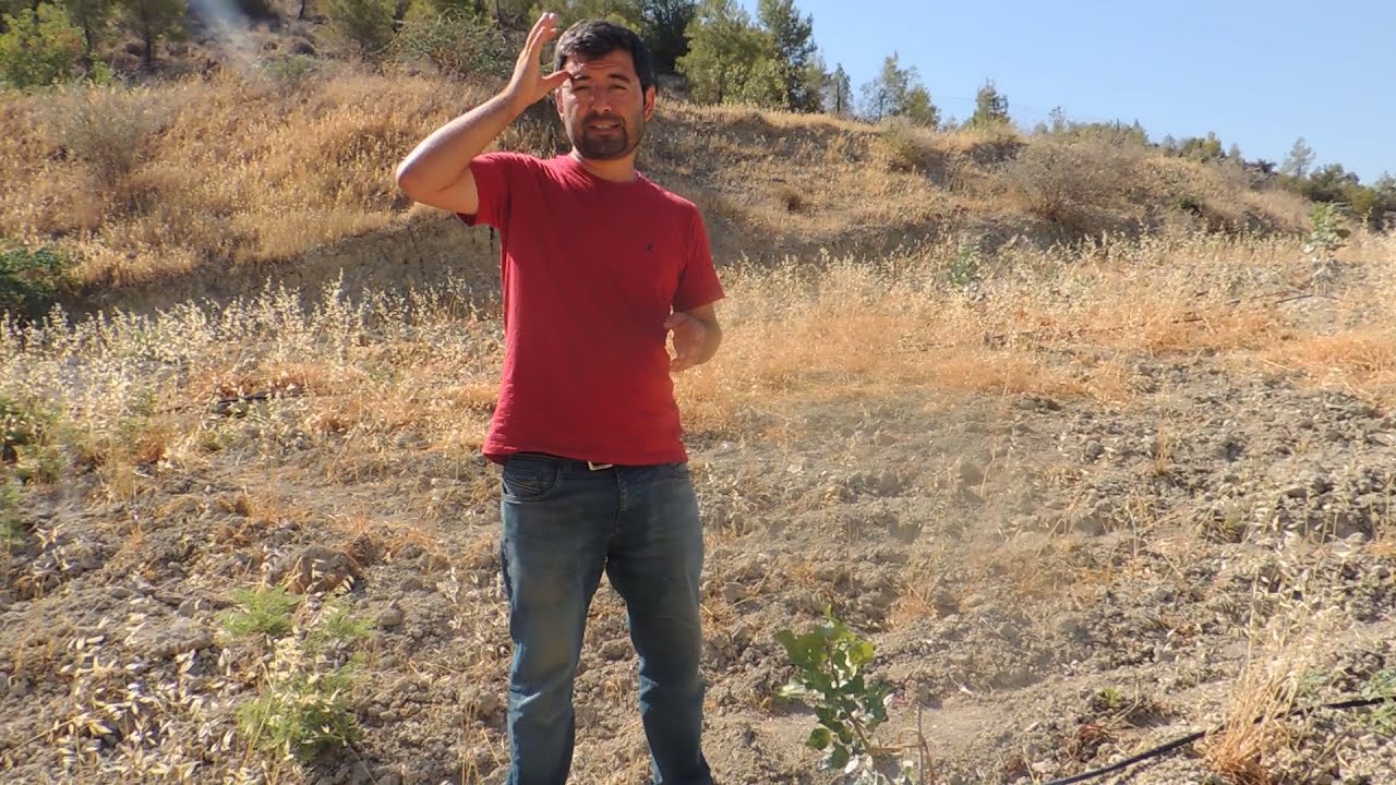 Ucb 1 Antep Fıstık Fidanı Anacı Genel Özellikleri (Ucb 1 Rootstock for Pistachio)