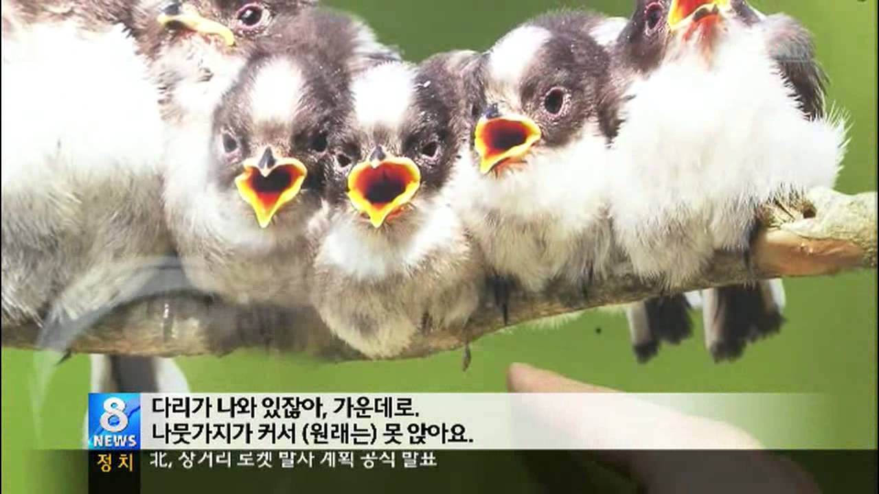 조류 사진전 동물 학대