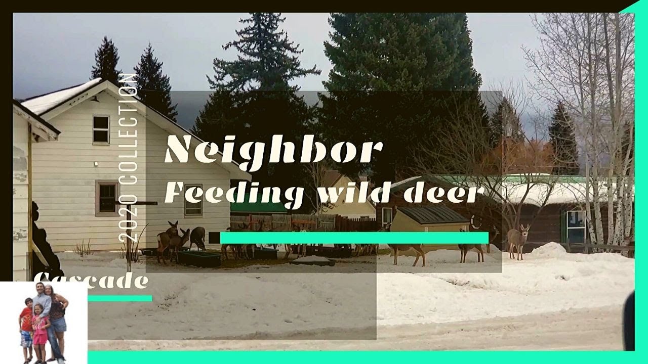 Neighbor feeding wild deer at Cascade, Idaho.