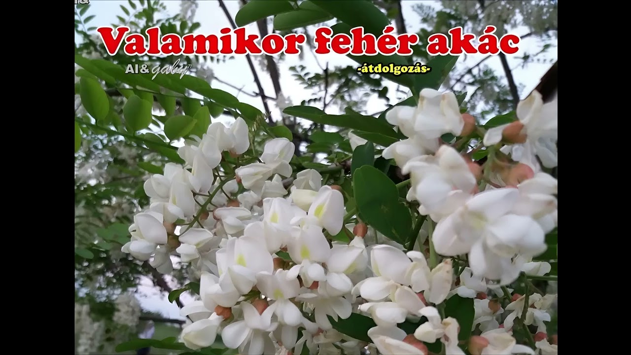 Valamikor fehér akác