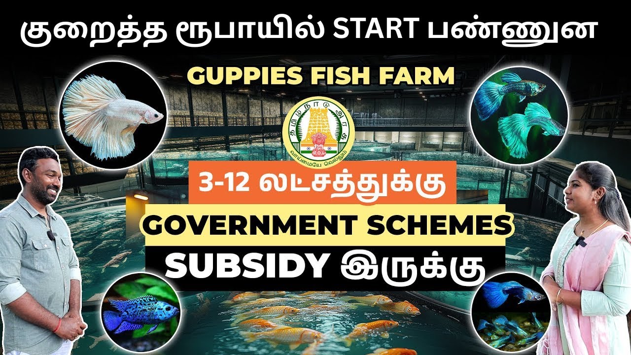 கலர் மீன் பண்ணை செய்வது எப்படி? | Guppies Fish Farming Ideas in Tamil