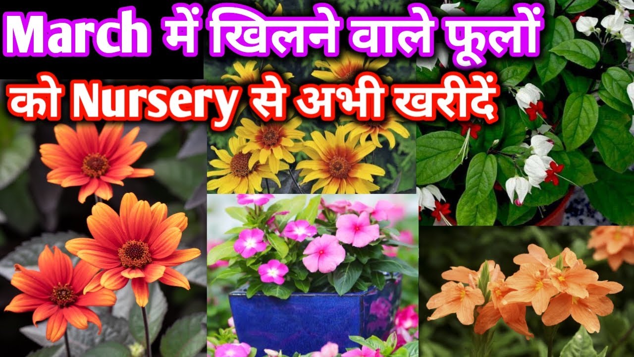 March में खिलने वाले गर्मी के फूलों को Nursary से खरीदें /मार्च अप्रैल में खिलने वाले फूल