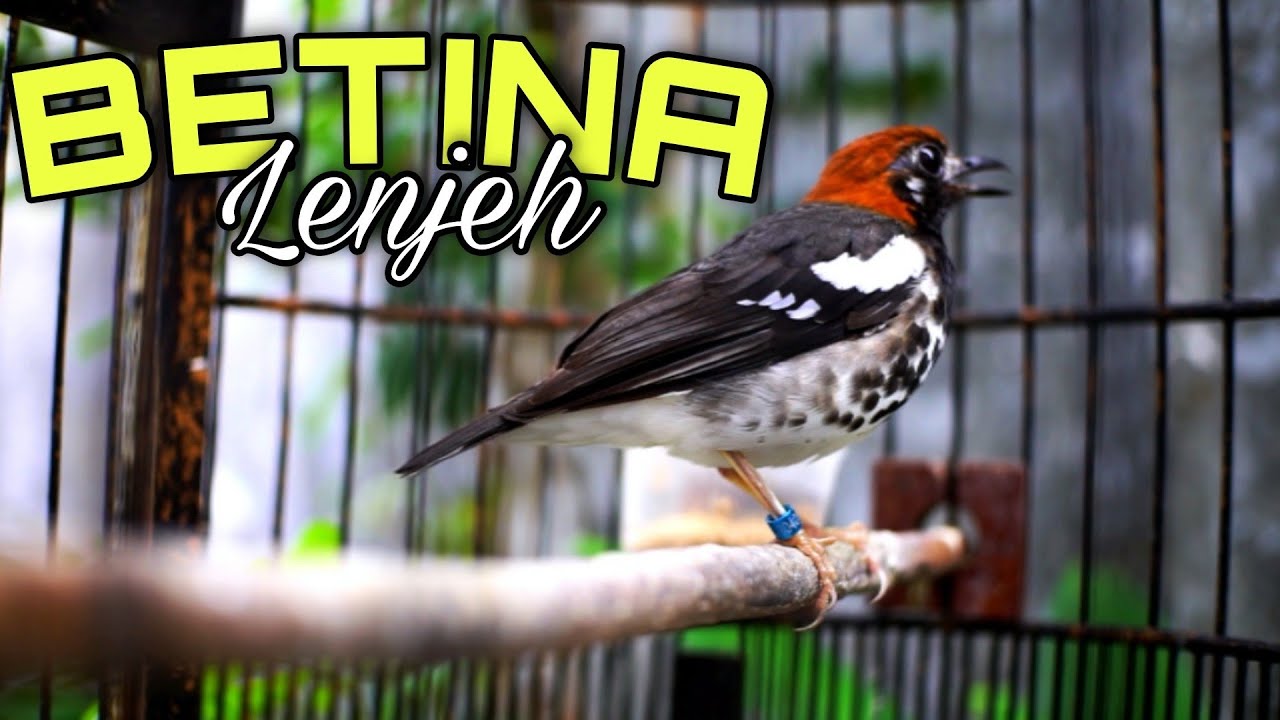 Suara Anis Kembang Betina Memanggil Jantan AMPUH Langsung Birahi Emosi