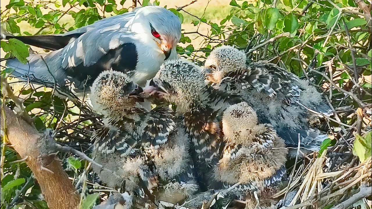 Eagle baby's are fight for meat @Birdsbabies7786 
