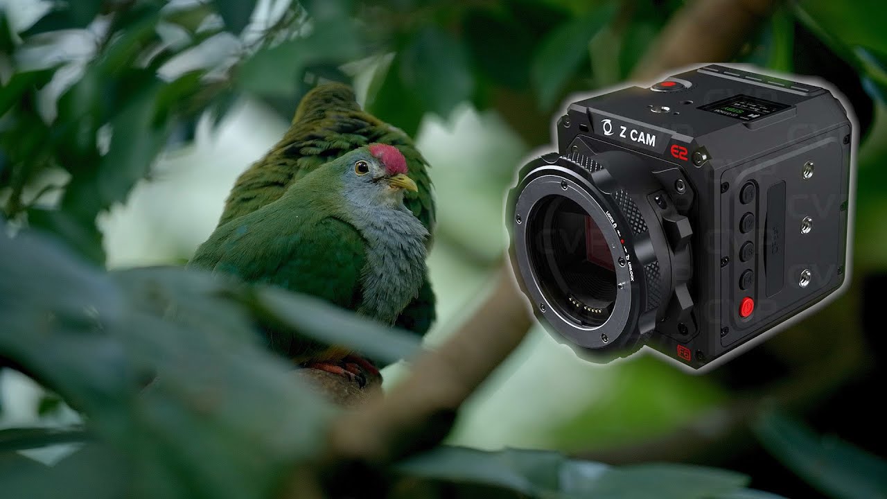 Z CAM E2-F6 Review, Lab Test and Sample Footage: A Visit to the Zoo Schoenbrunn