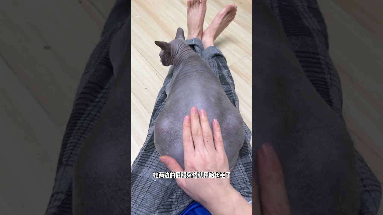 【奥斯卡一家的欢乐日常】一只穿衣服过敏 另一只咬衣服，真是服了！#斯芬克斯无毛猫 #反骨猫#心思全写在脸上的猫 #金吉拉 #sphynx #pets #柴犬 #布偶猫 #猫狗双全 #猫咪的迷惑行为