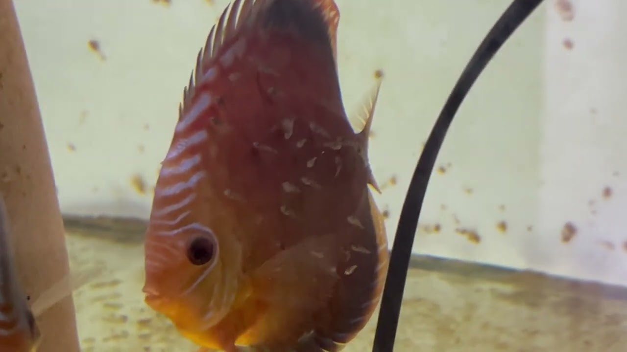Discus fish breeding / 0 a 3 months
