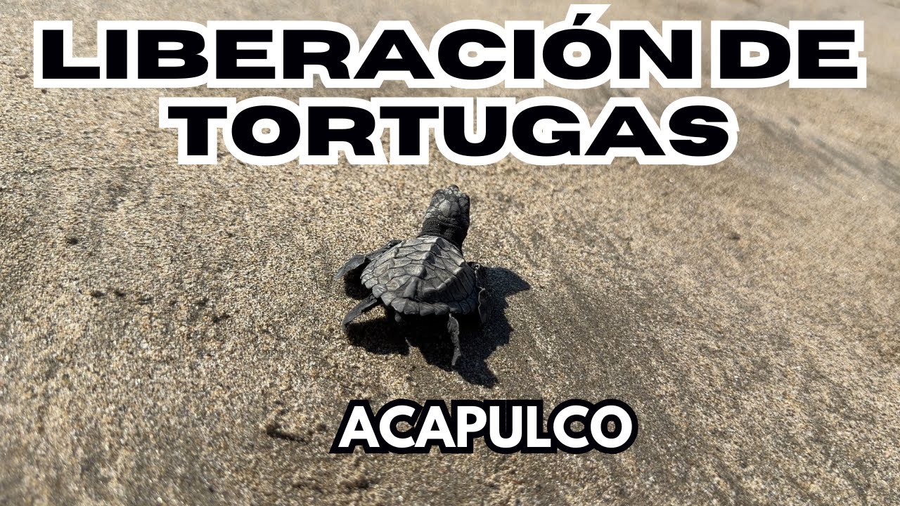 Liberación de tortugas en Acapulco - Fechas, precios, horarios y experiencia