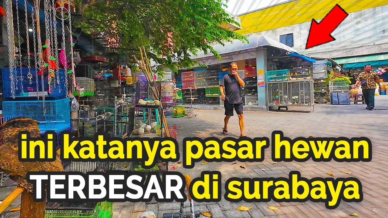PASAR HEWAN TERBESAR DI SURABAYA‼️ Kondisi Terkini Pasar Burung Bratang 【4K】