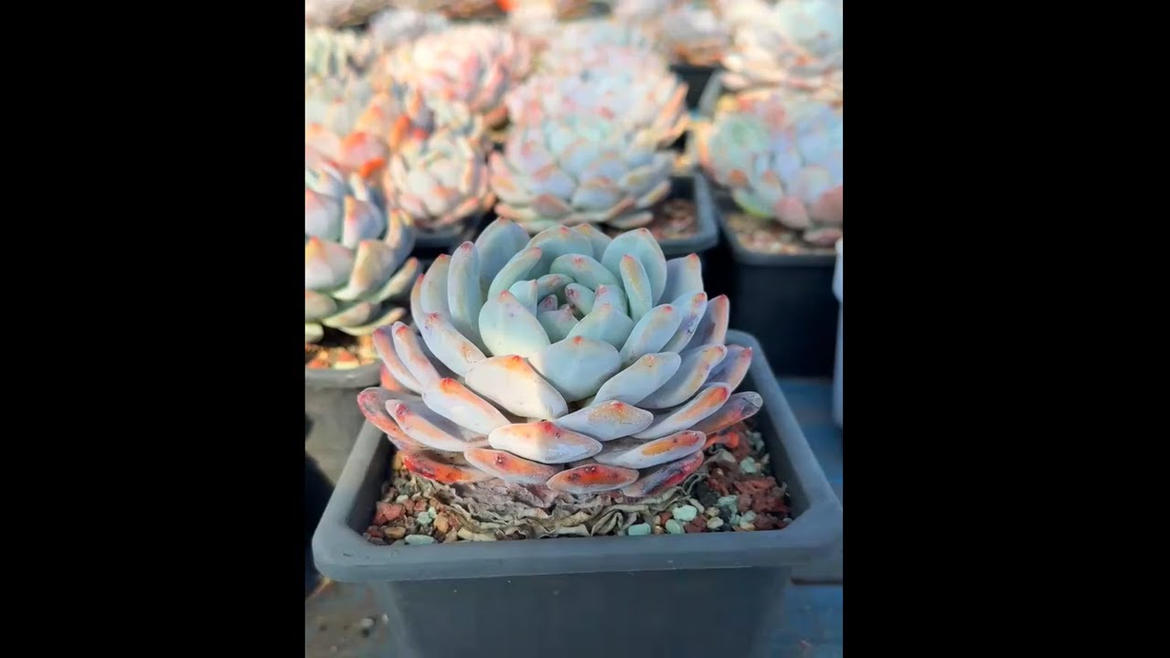 Ultimate Guide to Healthy Succulent Growth Indoors & Outdoors