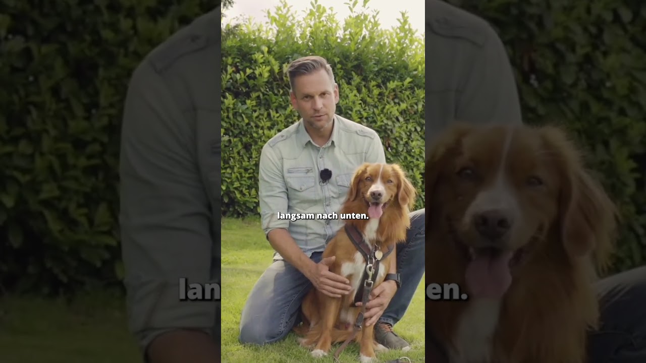 Hund beruhigen? So NICHT!