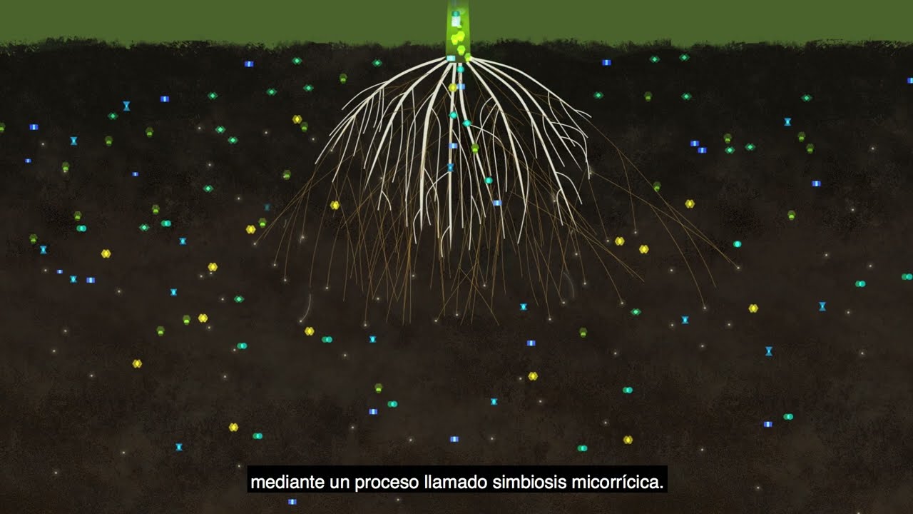Acceleron: aprovecha todo el potencial de tu suelo 🌽